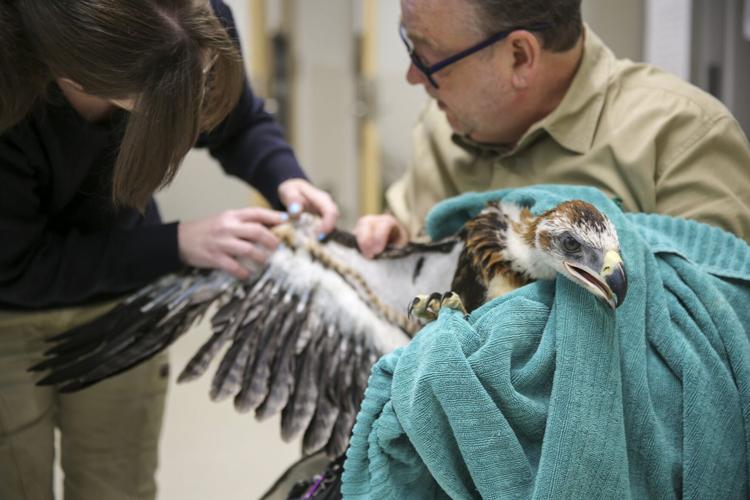 The eagle has landed! Chick rescued after falling from gum tree nest