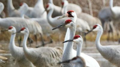 Whooping cranes Texas Pexels