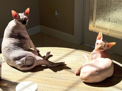 Pet Spot: Pair of cats usually get along, except when it comes to food