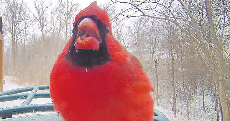 OUTDOORS: Now is the chance to join Backyard Bird Count