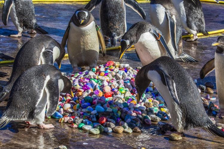 Penguins collecting breeding pebbles painted by kids in hospital