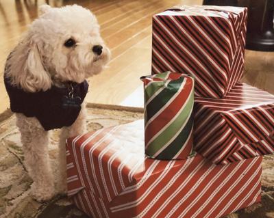 Vicki Greminger says her "grand-dog" was curious about Christmas presents.