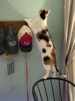 Pet spot: Dixie the cat displays incredible balance