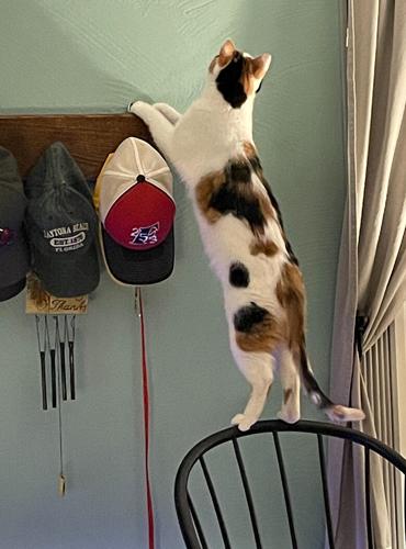 Pet spot: Dixie the cat