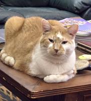 Pet Spot: Rico, 14, is a lovable lap cat