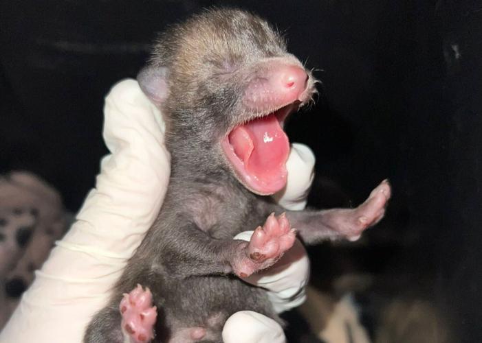 Adorable fox cubs reunited with mum after falling out of electric car’s engine