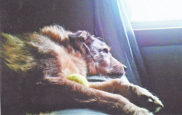 Sherry Hahn's late dog, Toby