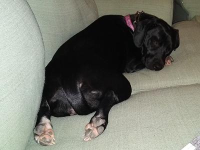 Bandon Wright sent in this photo of her family's dog, Sadie Mae.