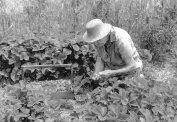 LOOKING BACK – To picking strawberries on the Noll farm