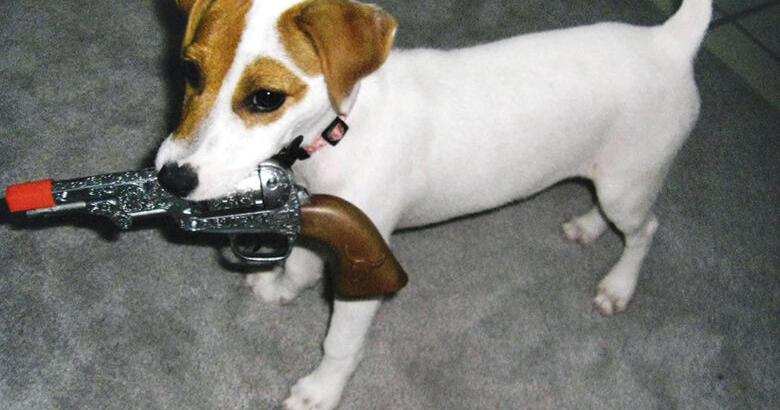 Pet Spot: Annabelle swiped things so people would run after her