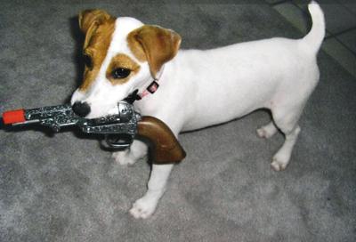 Pet Spot: Annabelle swiped things so people would run after her