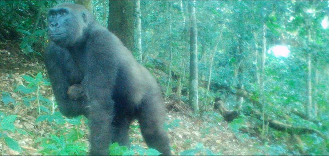 One armed gorilla twice rescued from snares becomes mum in 30s
