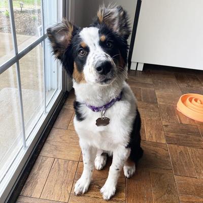 Leader reporter Katelyn Mary sent in this photo of her dog, Teddy.