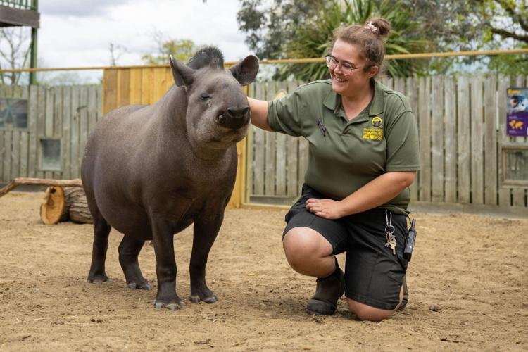 Rare tapir takes first steps after being born at UK zoo
