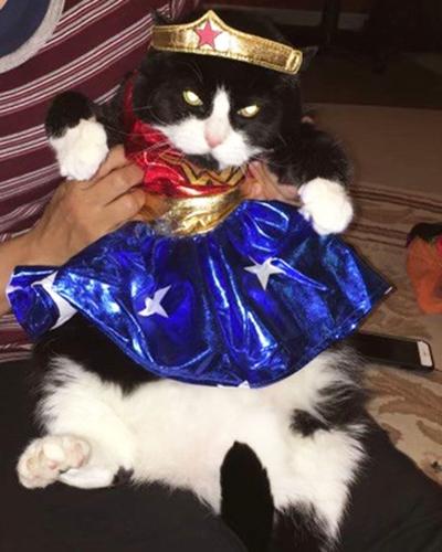 Kathe Bluemel sent in this photo of her family's fat cat, Shadow.