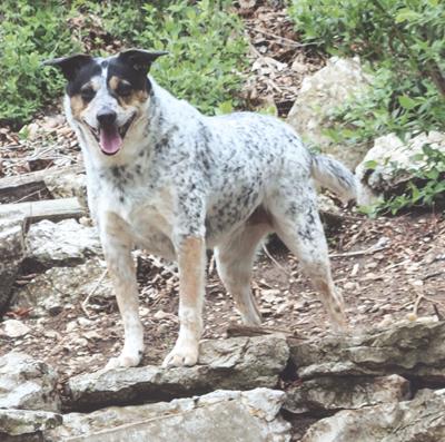 Pet Spot: Jade clings to owner