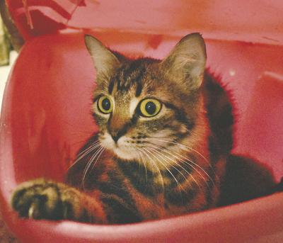 Meow Emergency 20 Cats Dumped At Open Door Sanctuary