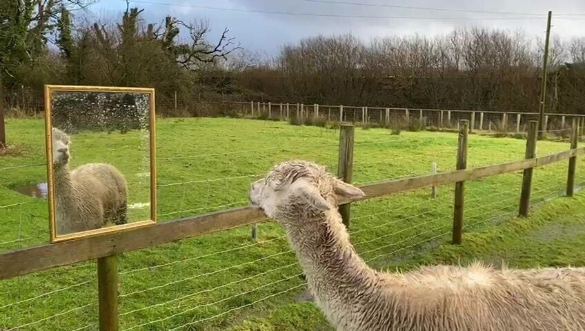 Videos show alpaca looking in mirror ‘for company’ – to help him with loneliness