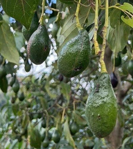 Newly discovered genetically distinct avocados could lead to more superfood choice