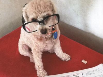 Sue Wright of Arnold sent in this photo of her dog, Willie.