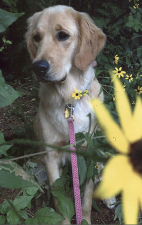 pet spot
