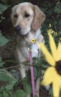 Pet spot: Mom babysits golden retriever Daisy for son and daughter-in-law