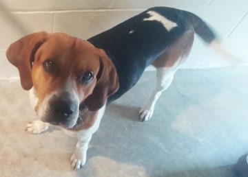 Copper up for adoption at De Soto Animal Control