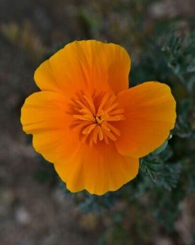 California poppies are native to the Golden State and frequently blanket hillsides in the Spring