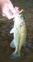OUTDOORS: Smallmouth Alliance members plan bass event