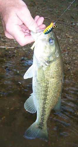 spotted bass