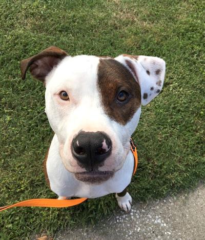 Pet Spot: Big guy Marco a cuddle bug