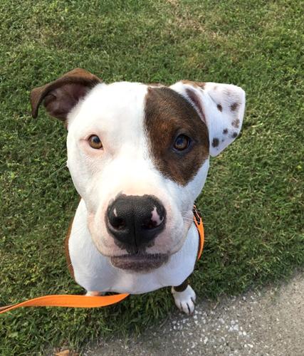 Pet Spot: Big guy Marco a cuddle bug