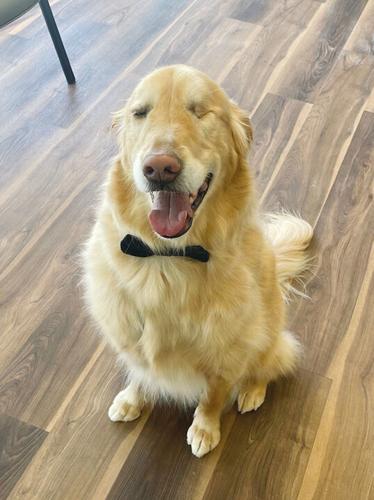 Chief happiness officer Gus the golden retriever helps brighten patients’ days, Lazarus Eye Care owner Matthew Lazarus said.