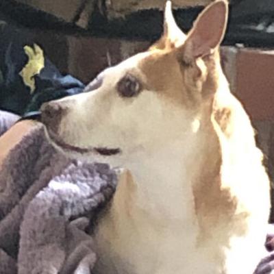 Ziva is a friendly, playful pet, said her owner, Danielle Bone of Festus.