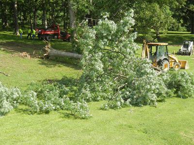 downed tree