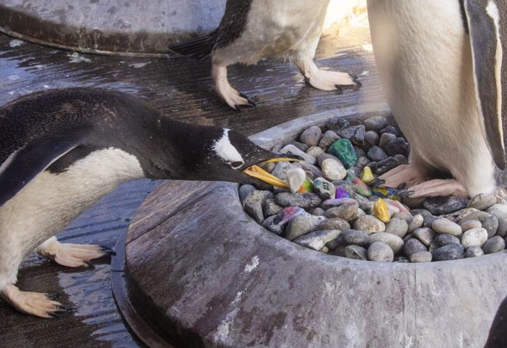 Penguins collecting breeding pebbles painted by kids in hospital
