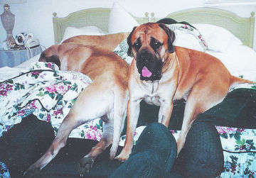 Sandie Martin's English mastiffs