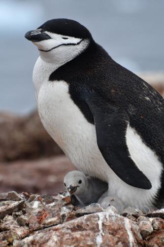 Penguins breeding season shifts by two weeks due to climate change, shows study