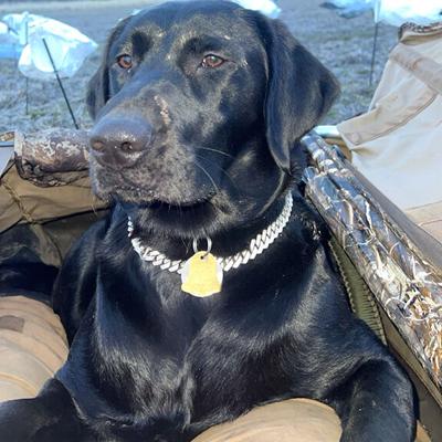 Pet Spot: Benelli the Lab has boundless energy