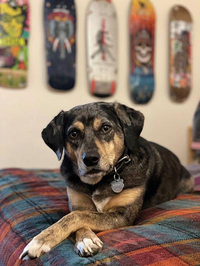 Pet Spot: Maggy a sweet, unflappable dog