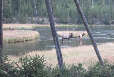 Yellowstone