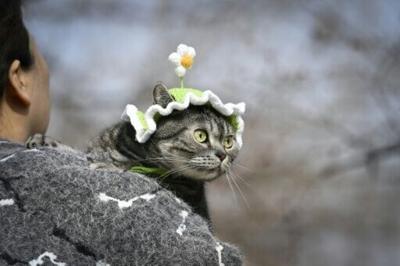 On average in 2025, Chinese households spent more than 3,000 yuan ($435) on each dog and more than 2,000 yuan on each cat