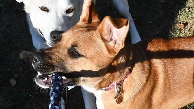 Macey Bruce’s dogs, Millie and Marley, play with the handmade dog toy.