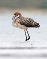 Video shows Frankie the Flamingo new ‘wild’ life in France after escaping from park