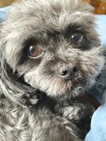 Pet Spot: Macy knows her toys