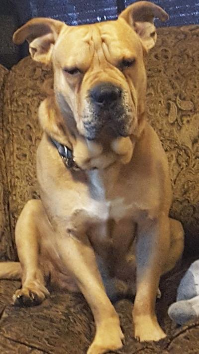 Lisa Hastings sent in this photo of Scooby in his favorite spot on the couch giving her the “evil eye” because she wouldn’t share her popcorn with him.