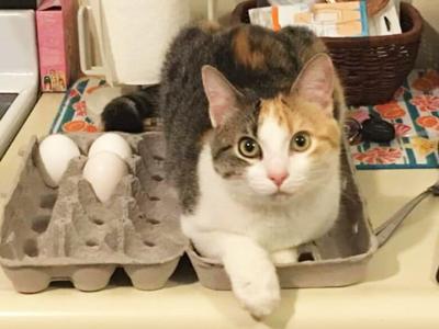 Kelly Hall of Festus says Piper, shown in this 2021 photo sitting in an egg carton, is often found in unusual places or acting in unusual ways.