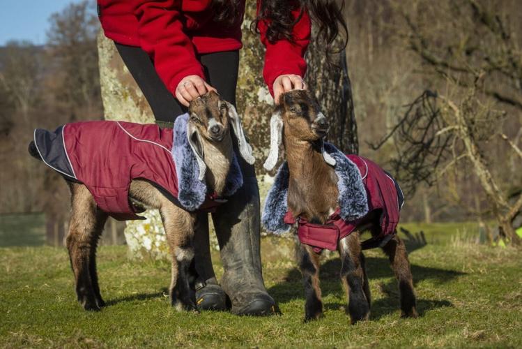 Adorable photos show baby goats wearing coats to keep warm