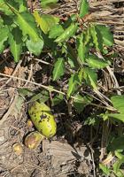 OUTDOORS: Pawpaw trees provide sweet surprise right now
