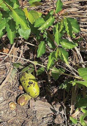 pawpaws
